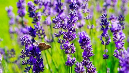 10 Gardening Mistakes That Could Harm Your Lavender