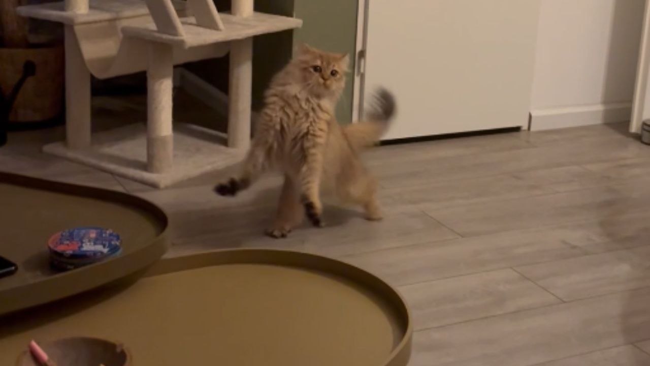 Cat walks like it's holding an invisible box and rejects human attention