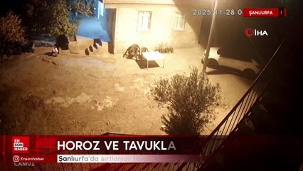 Şanlıurfa'da sırtlanlar tavuk kümesine girdi: Horoz ve tavukları çaldı