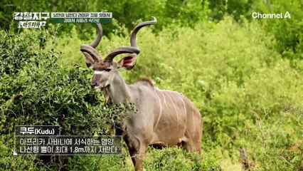 야생의 심장을 향해 걷는 강철 여행자들! 사자와 하마의 흔적을 만나다?!