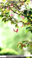 I Run Eternity All Bow to Me Chinese Drama English Sub