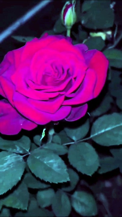 Beautiful red rose status