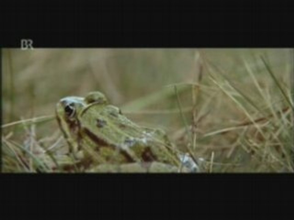 The Grizzly King-#6-Frog Jumping