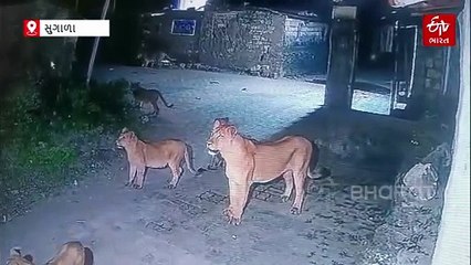 ગીર સોમનાથ: કોડીનારના સુગાળા ગામમાં 6 સિંહનો પરિવાર પહોંચ્યો, દૃશ્યો સીસીટીવી કેમેરામાં કેદ