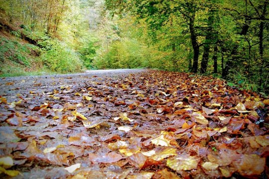 Yedigöller Milli Parkı en fazla ziyaretçiyi sonbaharda ağırladı