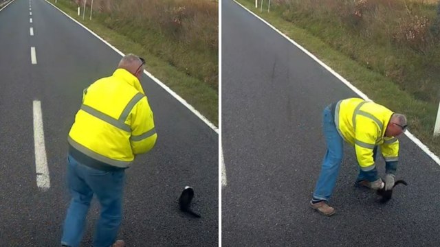 Gattino in difficoltà sull'Aurelia, il camionista si ferma per aiutarlo: il video del salvataggio