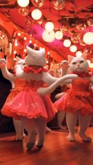 Cats Funny Dance style Act most liked world wide
