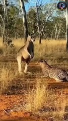 Kangaroo Fights Leopard