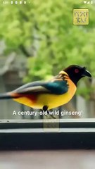 Commander's Little Lucky Charm Full