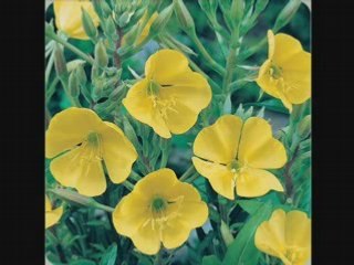 Andalucia-Bolero- Roberto Inglez   [PARLOPHONE] 78rpm