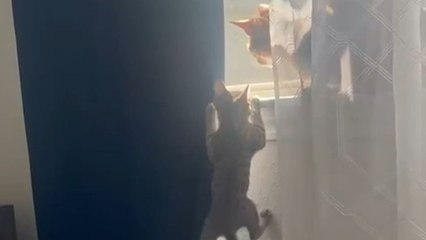 Adorable kitten creates an amusing climbing moment while trying to reach its Mama