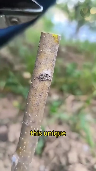 grafting tree fruit!