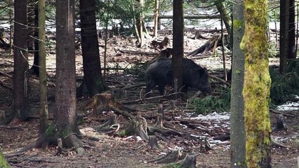 Planas aclara que la peste porcina no afecta a humanos y buscará limitar el impacto económico