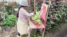 Las rosas más bellas del mundo son de Ecuador