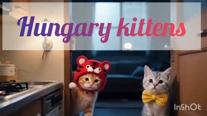 Midnight hungry kittens sneak to kitchen_cute Mommy cat story