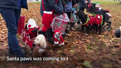 Deck the paws: Dozens of dogs don Christmas jumpers for parade