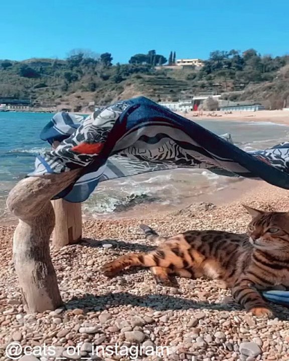 Les Meilleurs Moments de Chats_1758375093