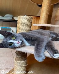 Quand les Chats Chassent des Choses Étranges_1753535288