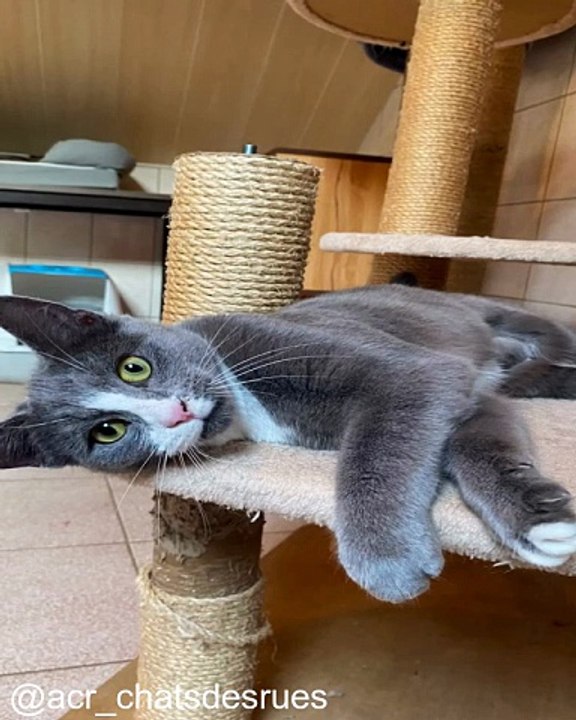 Quand les Chats Chassent des Choses Étranges_1753535288