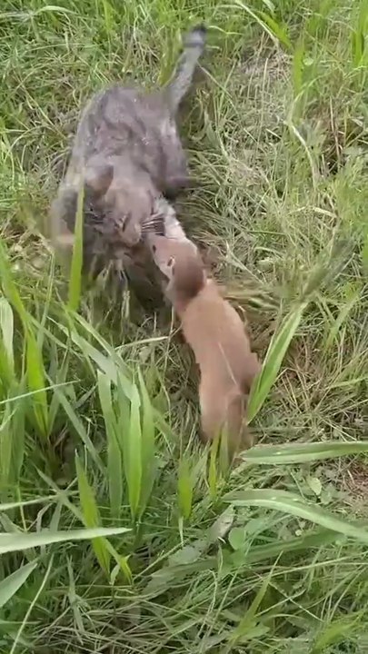Cat vs Weasel: Fierce Wild Showdown! 🐱⚔️🦫