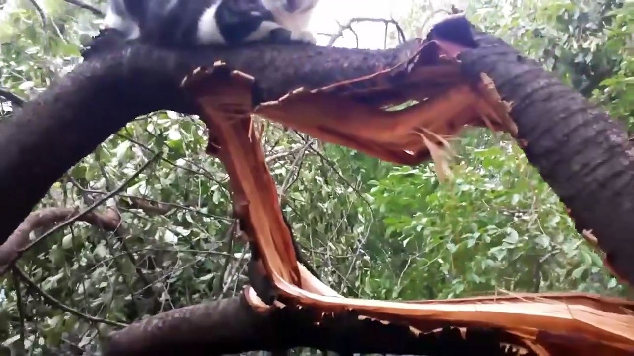 Cat in the broken tree _ Mâța care a rupt copacul