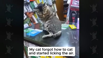 Silliest CATS on Earth Act Like Comedians 😂 Funny Cat Videos 2025#FunnyCats #ComicFelines #CatsOfTheInternet #PetComedy #SillyCatMoments