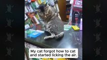 Silliest CATS on Earth Act Like Comedians 😂 Funny Cat Videos 2025#FunnyCats #ComicFelines #CatsOfTheInternet #PetComedy #SillyCatMoments