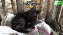 Mangy Puppy Found In A Chicken Pen Looks Like A Different Dog
