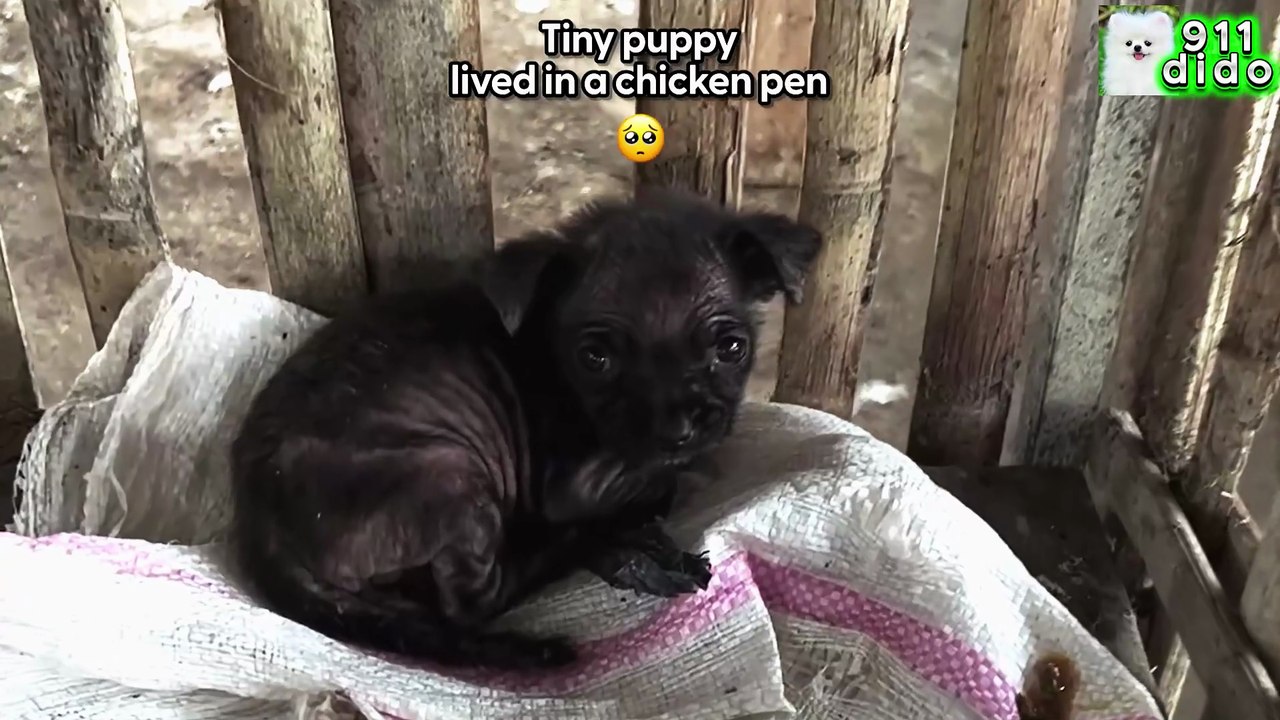 Mangy Puppy Found In A Chicken Pen Looks Like A Different Dog