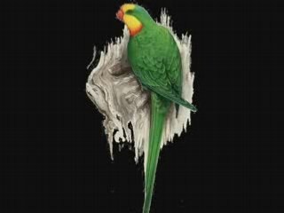 Desire-Tango-Sidney Torch   [PARLOPHONE] 78rpm