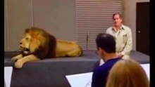 Real Lion used for Lion King
