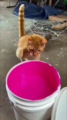 #funny video #shortvideo #viralvideo #funnyadda#