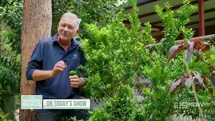 The Garden Gurus Season 39 Episode 16