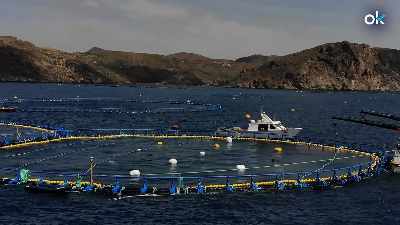 Nadar entre atunes: una experiencia inmersiva para observar de primera mano el valor de la acuicultura