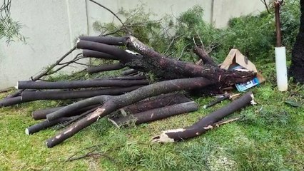 Bombeiros fazem corte e poda de árvore caída no bairro Neva