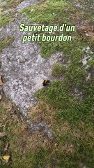 J'ai trouvé ce petit bourdon sur une pierre, il était fatigué et il faisait très froid.Je l'ai remis sur un arbre ou il sera en sécurité et ou le soleil pourra lui redonner de l'énergie ! 😊