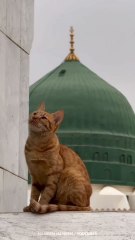 Madina ki billi Huzoorﷺ Se Muhabbat !  Only animal that is allowed to enter in great mosques of Madina ❤️#Aqeeda #Cat #Madinah #Imamahmedraza #Almadina #Hameemhameem #aaqa #huzoorﷺ #yarasoolallahﷺ #AqeedahAhleSunnat