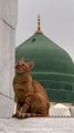 Madina ki billi Huzoorﷺ Se Muhabbat !  Only animal that is allowed to enter in great mosques of Madina ❤️#Aqeeda #Cat #Madinah #Imamahmedraza #Almadina #Hameemhameem #aaqa #huzoorﷺ #yarasoolallahﷺ #AqeedahAhleSunnat