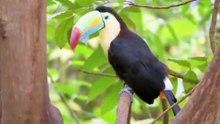 BIRDS OF AMAZON