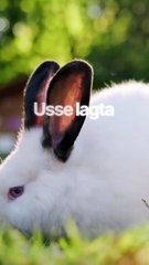 Best story for kids Sheru s Friendship Journey.