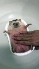 #funny video #shortvideo #viralvideo #funnyadda#