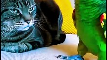 Parrot 🐦 and cat