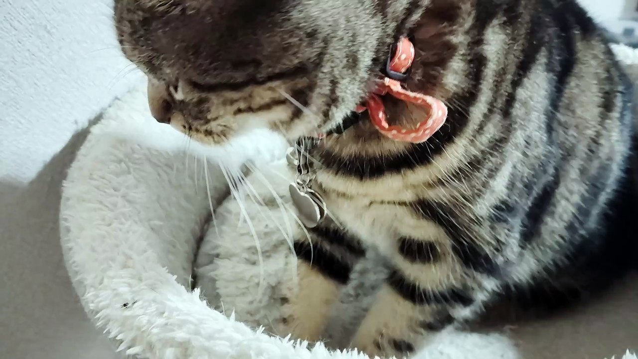 ふみふみシフォン4