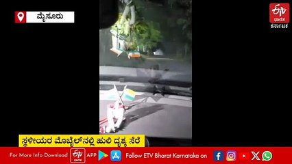 ಮೈಸೂರು: ಬೆಮಲ್ ಕಂಪನಿ ಆವರಣದಲ್ಲಿ ಹುಲಿ ಪ್ರತ್ಯಕ್ಷ! ಹೆಚ್ಚಿದ ಆತಂಕ