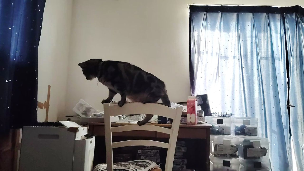椅子の上に立つココア2