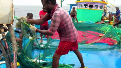 Gulf Majesty Hunt — Chasing the Ocean’s Elite Predators