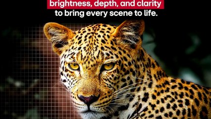 LG C5 Series OLED 65-inch Review: Best 4K Smart TV for Gaming & Movies? (OLED65C5PUA)