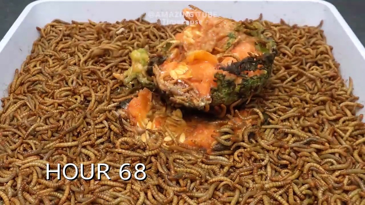 10.000 Worms VS DURIAN - MELON - PAPAYA - PEAR - Worms Eating Fruit Compilation #2