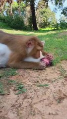 Perfect video SokYaa, OG, Pao & Mom Are Famous Around The World #shorts #anime #trend #edit