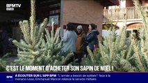 Le sapin de Noël fait son retour dans les foyers et sur les places publiques